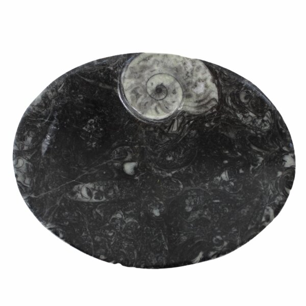 Ammoniten &ndash; Fossilien Schale, oval