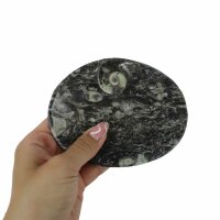 Ammoniten – Fossilien Schale, oval