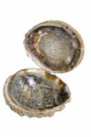 Abalone Paua Muschel, 1 Seite pol., 1 Seite natur