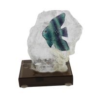 Fisch Fluorit auf Selenit