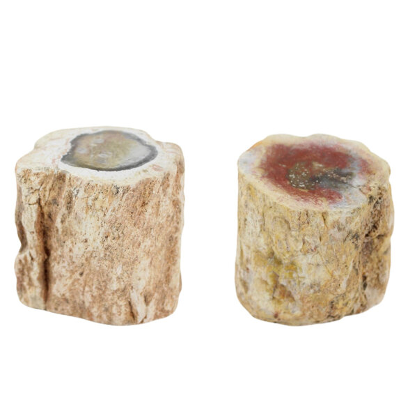 Versteinertes Holz Stämmchen, verschiedene Größen