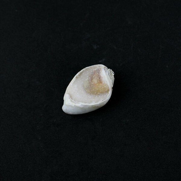 Spiralite Gemshell ( Edelsteinmuschel)