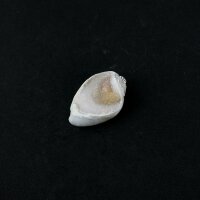 Spiralite Gemshell ( Edelsteinmuschel)