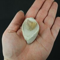Spiralite Gemshell ( Edelsteinmuschel)