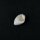 Spiralite Gemshell ( Edelsteinmuschel)
