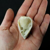 Spiralite Gemshell ( Edelsteinmuschel)