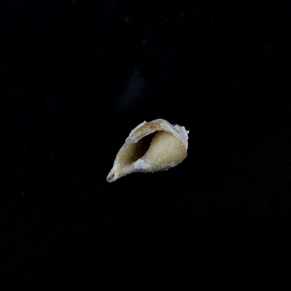 Spiralite Gemshell ( Edelsteinmuschel)