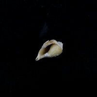 Spiralite Gemshell ( Edelsteinmuschel)