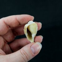 Spiralite Gemshell ( Edelsteinmuschel)