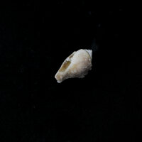 Spiralite Gemshell ( Edelsteinmuschel)