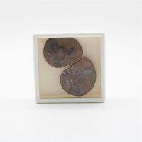 Ammoniten Paar poliert