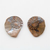 Ammoniten Paar poliert