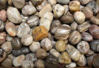 Trommelsteine versteinertes Holz, 1 KG