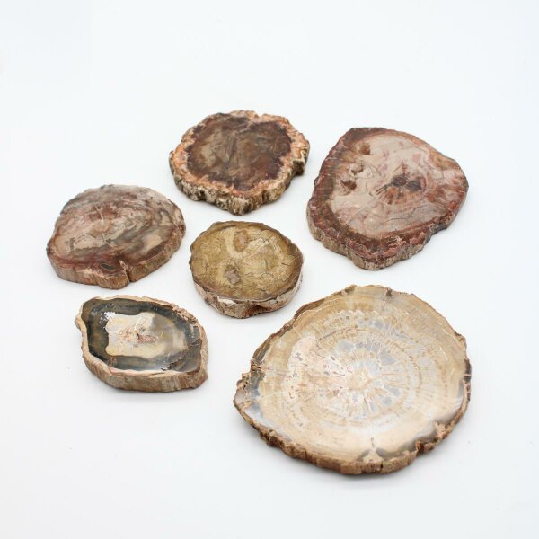 Scheiben versteinertes Holz, verschiedene Größen