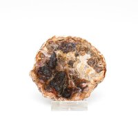 Scheibe versteinertes Holz, Größe 2