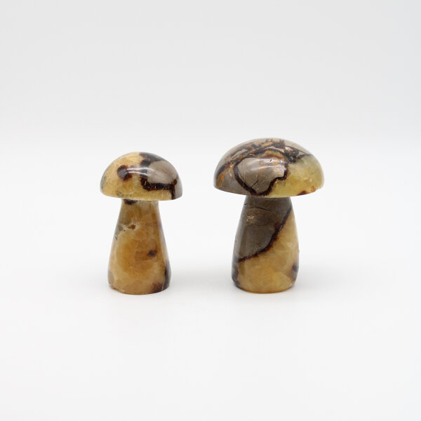 Pilze Septarie, verschiedene Größen