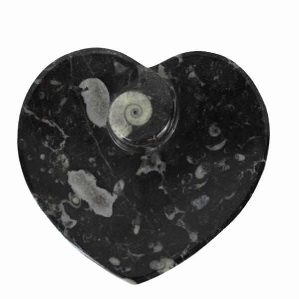 Ammoniten Fossilien Schale Herz