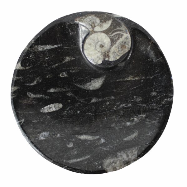 Ammoniten &ndash; Fossilien Schale, rund